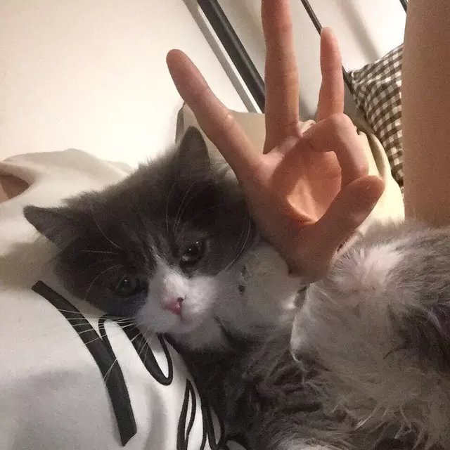 葛眉贞淑